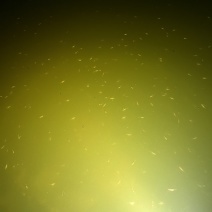 鲫鱼夏花