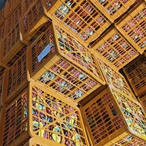 金钻17号凤梨