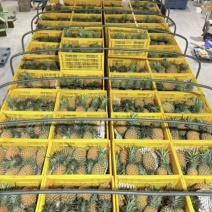 金钻17号凤梨
