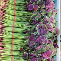精品红苋菜头茬好苋菜
