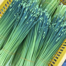 韭菜苔