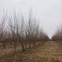 成品李子果树早熟早黄果树，中熟吉盛，晚熟绥李三号蓝靛果树