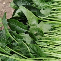 大菠菜