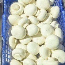 双胞菇