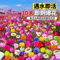128款混装花组合装四季幼儿园种植盆栽花卉植物阳台庭院野