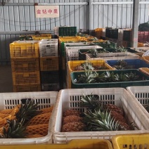 金钻17号凤梨