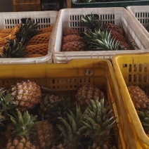 金钻17号凤梨