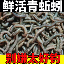 青蚯蚓
