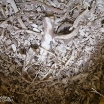 黄肉木薯碎
