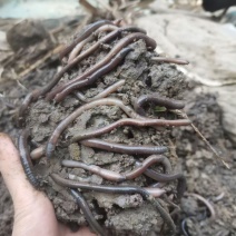 广地龙种苗