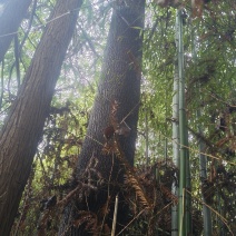 泡桐树