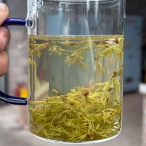 莓茶芽头