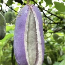 八月炸