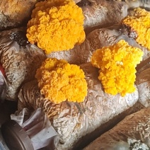 金耳菌