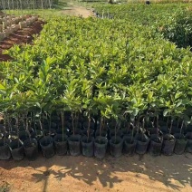 番石榴果苗1-5分，各种规格大量低价出售