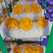新鲜金耳菌