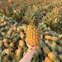 凤梨