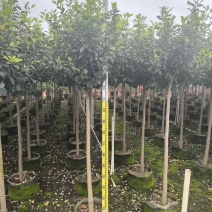 高杠含笑3-5分，各种规格，大量低价出售