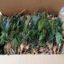 铁树苗批发基地自产自销一年小苏铁苗头径3公分以下
