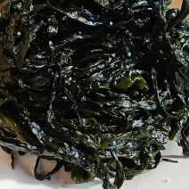 精品裙带菜裙带菜梗裙带菜叶量大从优源头工厂发全国