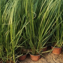 优质矮蒲苇水生植物矮蒲苇、基地有量，欢迎订购