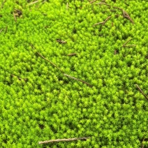 阴干白发苔藓…阴干星星藓！