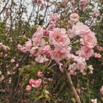 日本樱花3-8公分出售自家基地现货大量