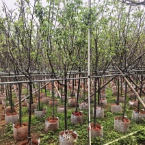 广州樱花3-8公分出售