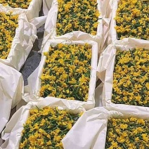 新鲜优质黄瓜花