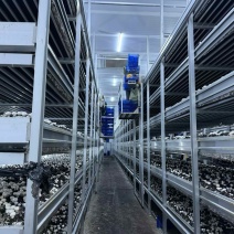 工厂化双孢菇/口蘑/大型基地