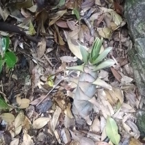 农村苦笋