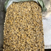 板冻花蛤肉700/900