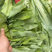 油麦邯郸蔬菜产地精品油麦产地直发