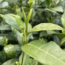 安吉白茶，高山白茶