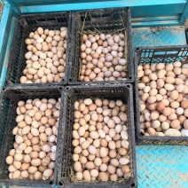 纯粮食散养土鸡蛋