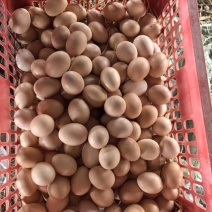 纯粮食散养土鸡蛋
