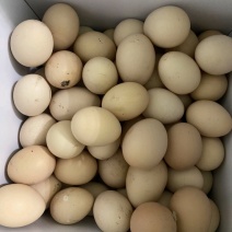 正宗散养土鸡蛋来啦！家养的，吃起来特别香，营养价值高