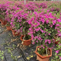 三角梅30-200，各种规格，大量低价出售