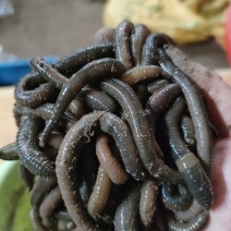 青蚯蚓种苗