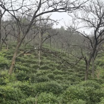 信阳毛尖罗山朱堂产地，老寨产区生态有机老旱茶