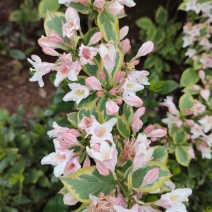 花叶锦带【繁花开花密集花为粉色叶片花色】