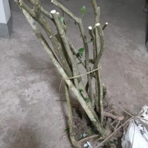 现挖野生鬼箭羽,鬼箭愁,卫矛,阳台庭院盆栽风景苗