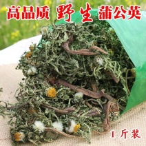 野生蒲公英带根整颗今年新货