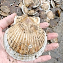 大连长海县夏贻贝