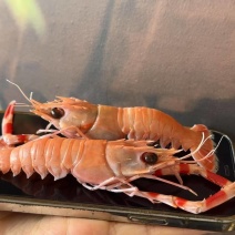 刺身深海螯虾（船冻工艺）