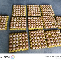 36-37无抗农三便宜138一箱