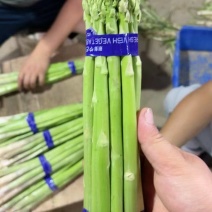 基地新鲜现采芦笋直供，芦笋大棚蔬菜批发