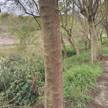 蓝花楹景观树