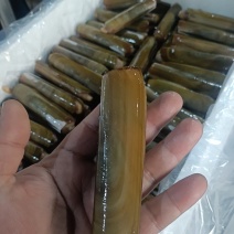 东港每天新鲜蛏子发货