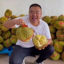 金枕榴莲一手货源，产地直销，坏果包赔